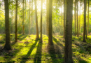 İnsana nefes, doğaya saygı: Kent Ormanları