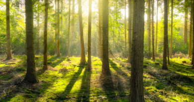 İnsana nefes, doğaya saygı: Kent Ormanları