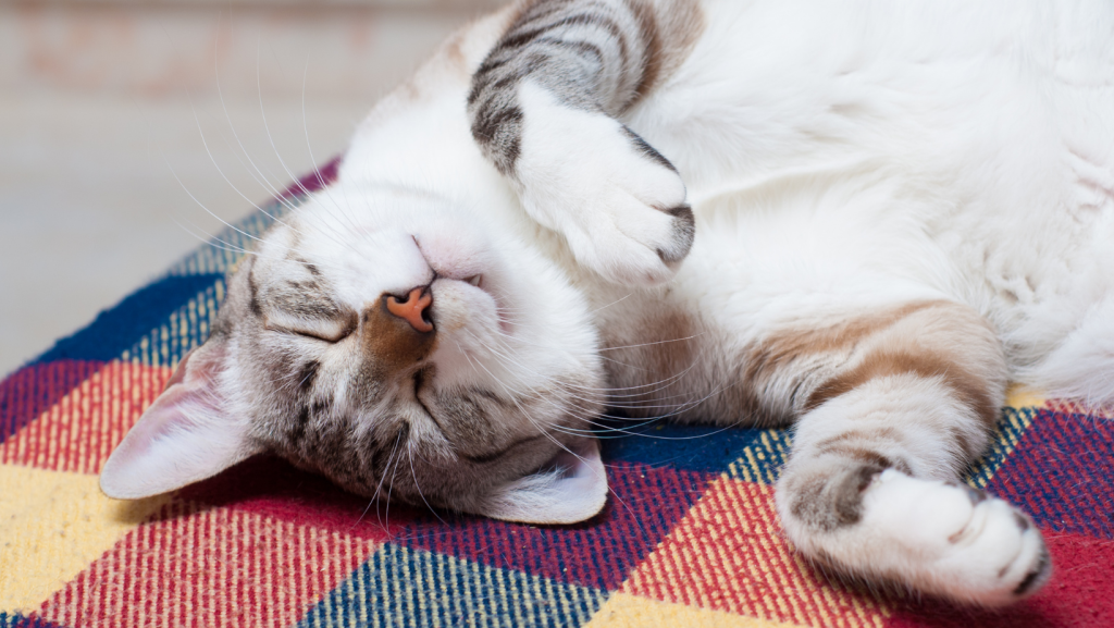 51-1024x577 Neden bazı sesler bizi rahatlatır, bazıları strese sürükler?