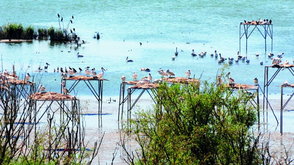 23-1024x576 Kuşların göç yolu: Binlerce kilometrelik mucize